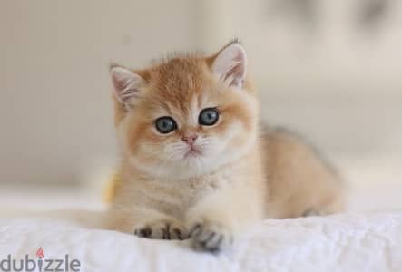 British Golden Chinchilla Imported