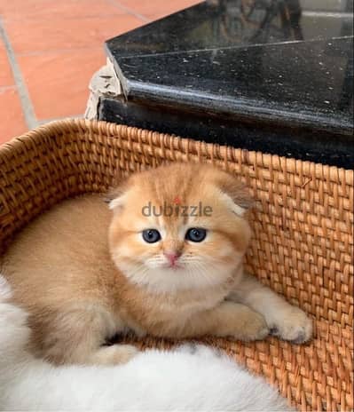 Scottish Fold Golden Chinchilla imported