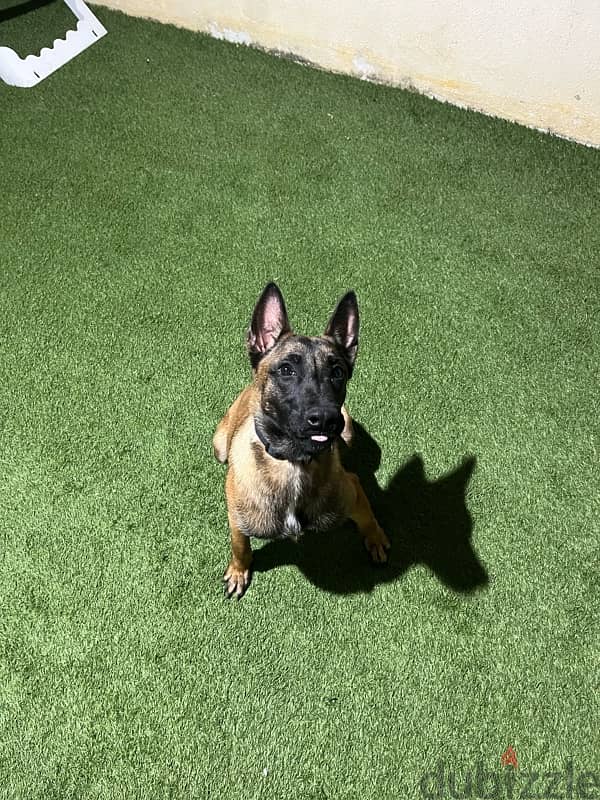 malinois pure 2