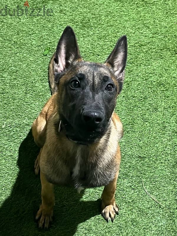 malinois pure 4