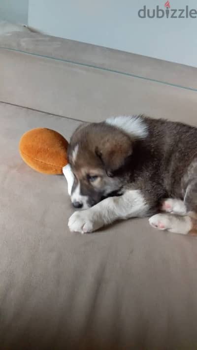 husky mix puppy for adoption