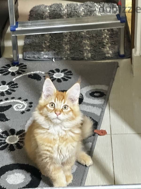 mainecoon male kittens for sale 1