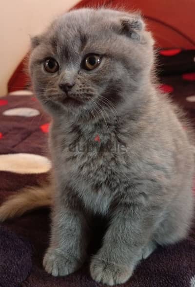 Scottish fold