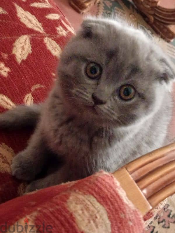 Scottish fold 1