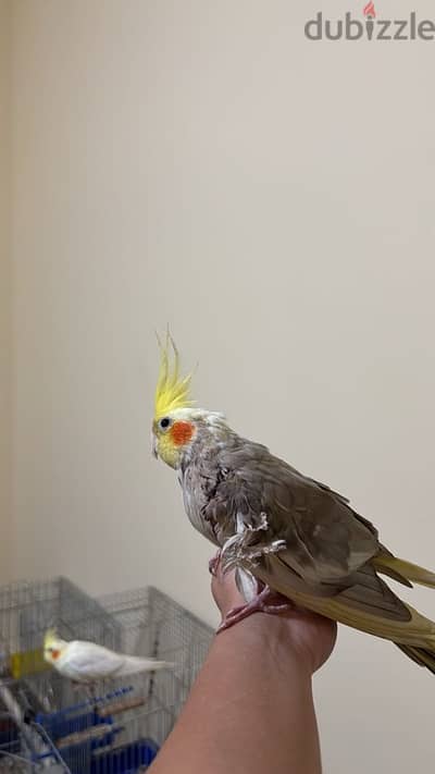 male cockatiel