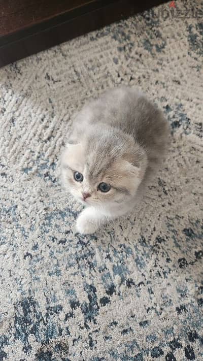 Gray Scottish fold