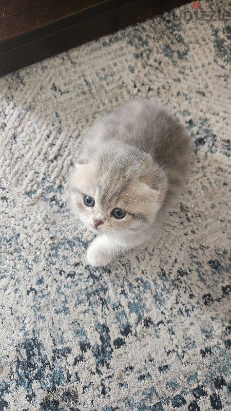 Gray Scottish fold 0