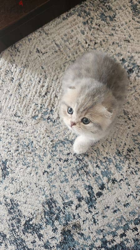 Gray Scottish fold 2