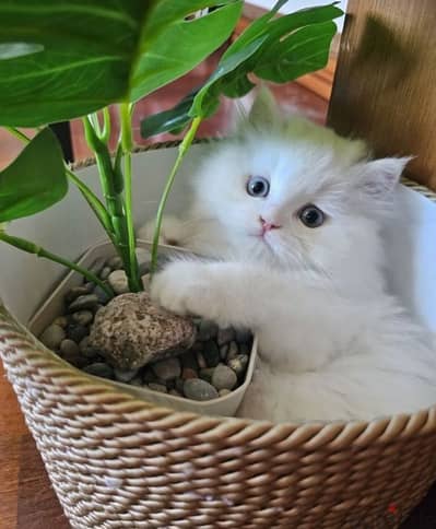 Cutest Persian Kitten Available/ dog كلاب