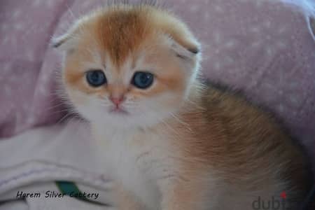 golden chinchilla scottish Fold Kitten imported