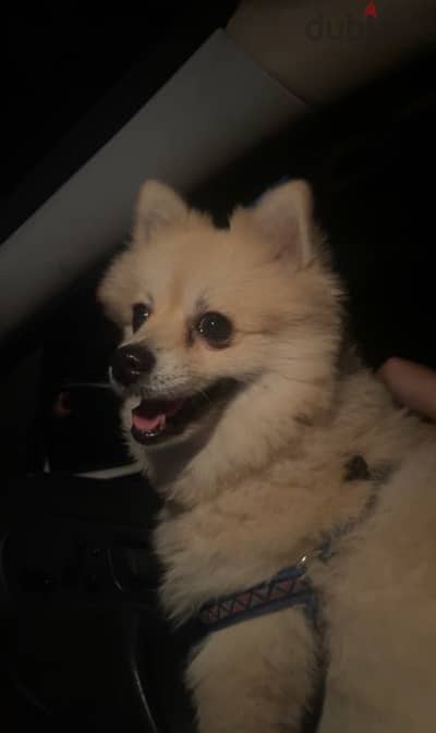 pomeranian for sale