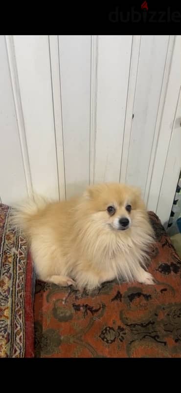 pomeranian for sale 1