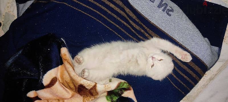 kitten one month old male Scottish fold  white very cute and healthy 10