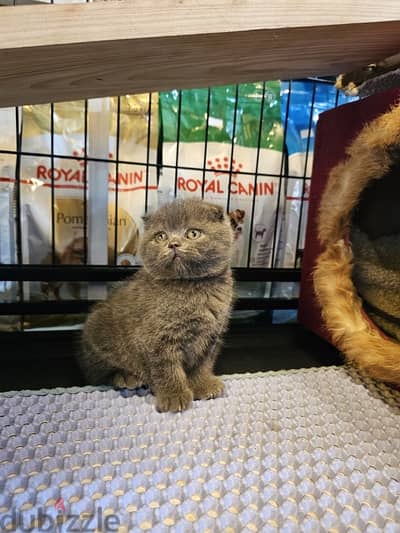 Scottish fold