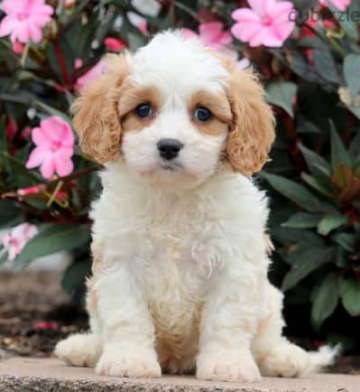 cavachon mini