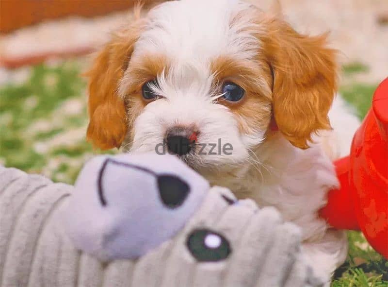 cavachon mini 1