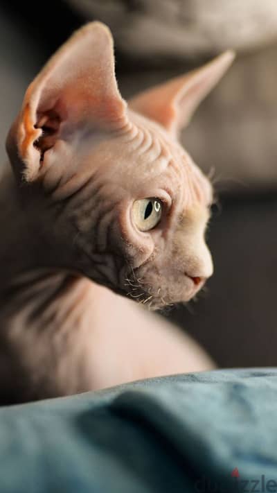 Stunning Sphynx Kitten available in store/ cat قطط