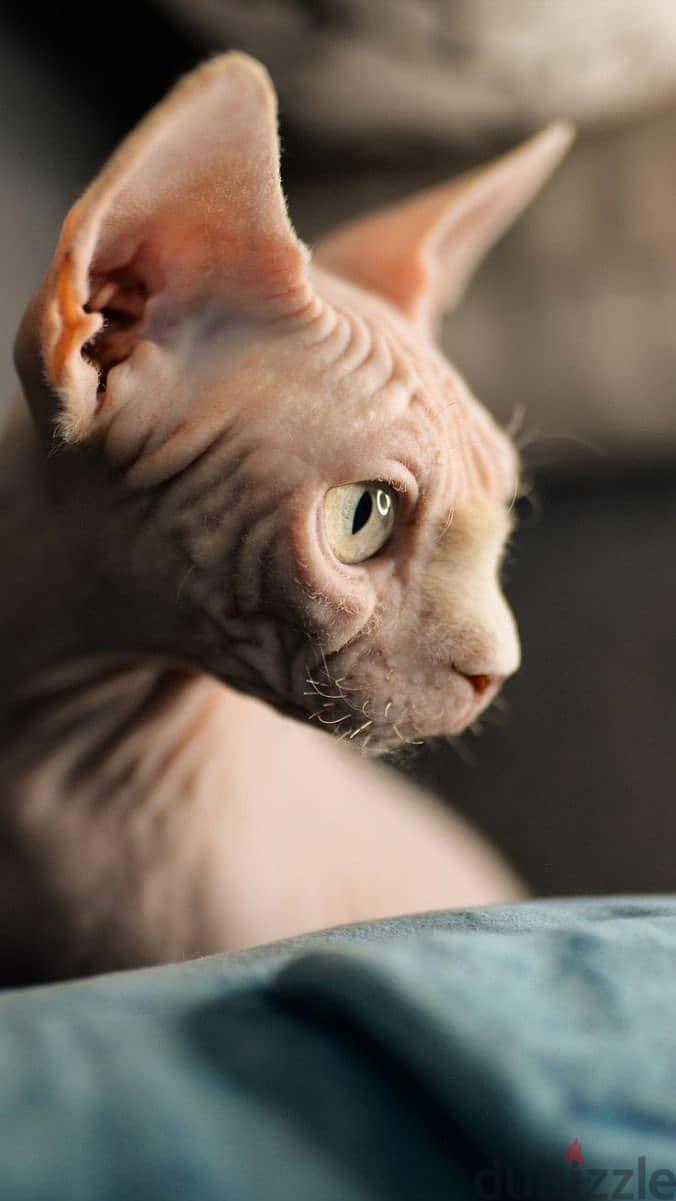 Stunning Sphynx Kitten available in store/ cat قطط 0