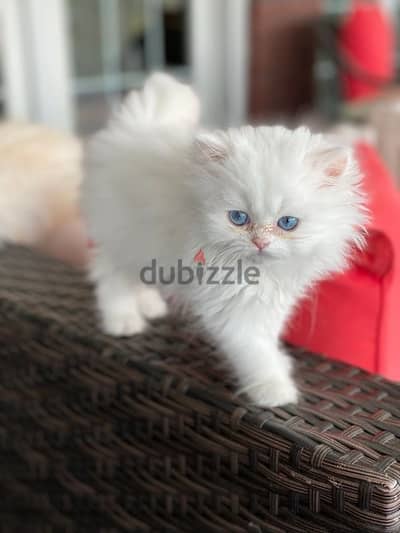 Adorable Persian white high quality kitten blue eyes Cat قطط Delivery