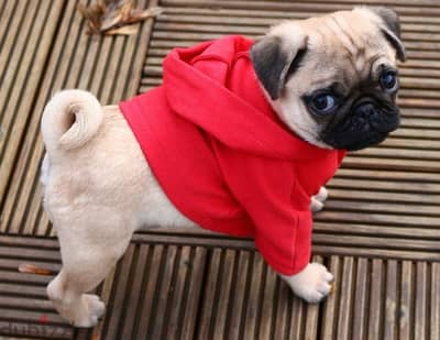 Pug high quality puppy imported DELIVERY Dog كلاب