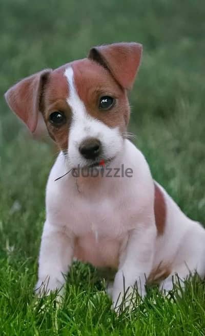 jack russell