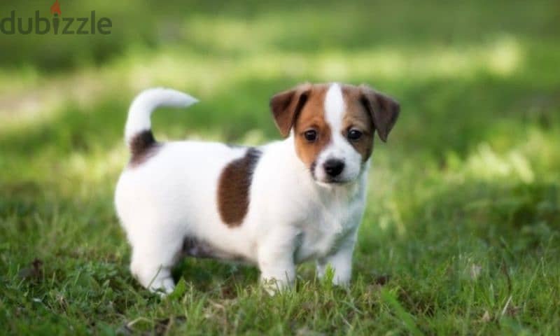 jack russell 1