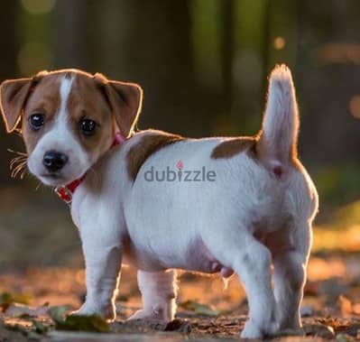 jack russell mini