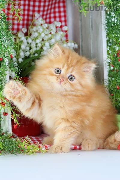 Gorgeous and Special Orange Persian Kittens Available now! cat قطط