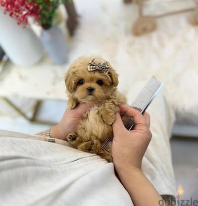 Special Toy Maltipoo Puppies available in store/ dog كلاب