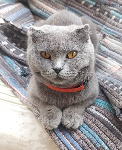 pure Scottish fold female cat for mating