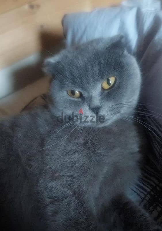 pure Scottish fold female cat for mating 2