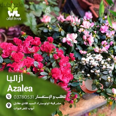 أزاليا | Azalea