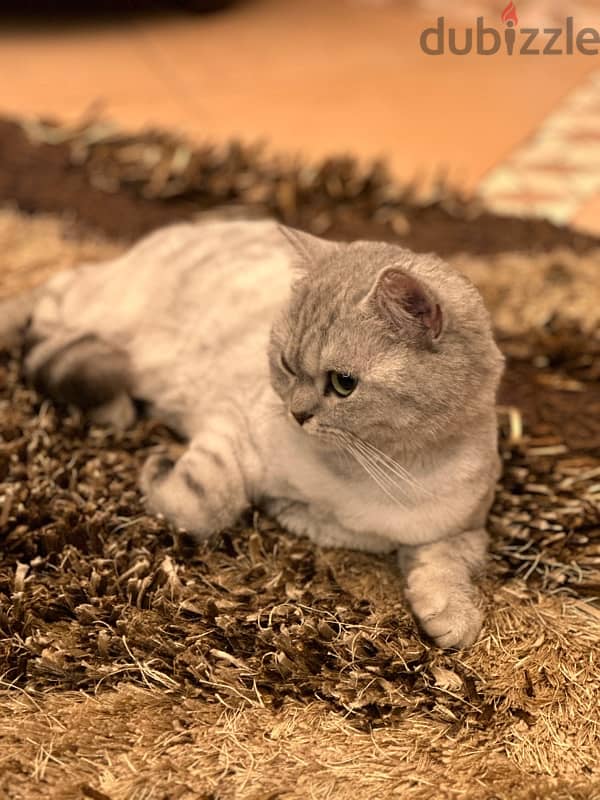 British Shorthair 0