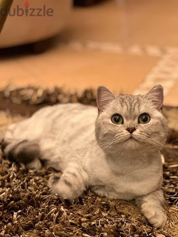 British Shorthair 1