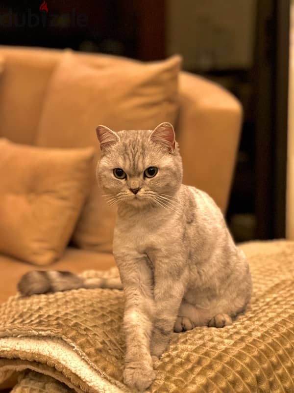 British Shorthair 2