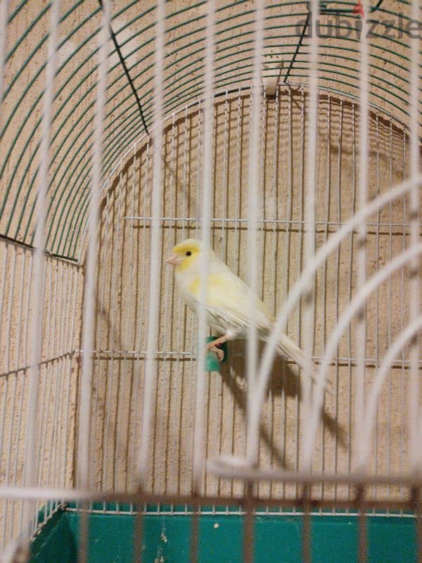 canary male mosaic super 2