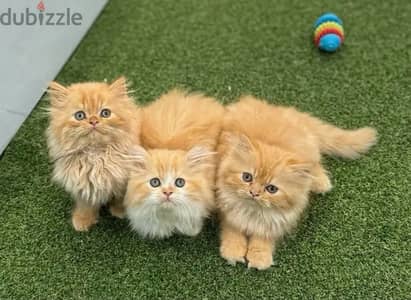 Fluffiest Persian kitten Ginger color & blue eyes/ Delivery/ Cat/ قطط