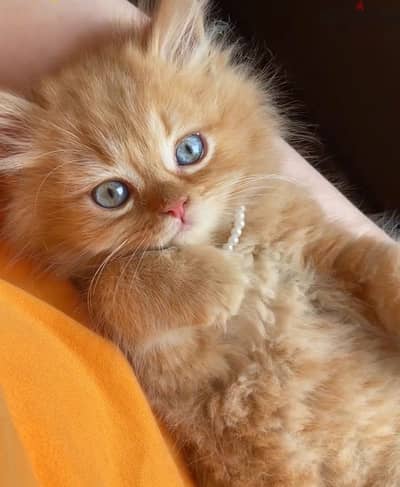 Cutest Persian Kitten orange high quality breed / Cat قطط Delivery