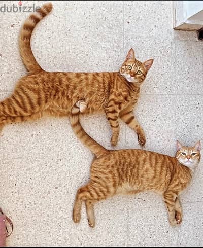 Male orange cats for adoption