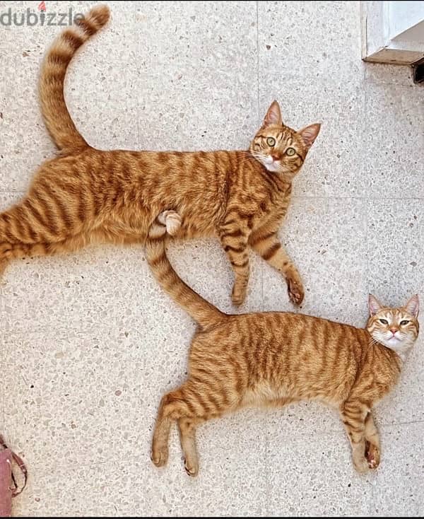 Male orange cats for adoption 0