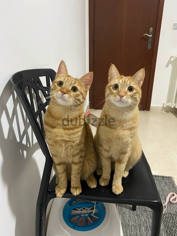 Male orange cats for adoption 1