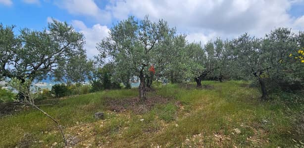 Land for sale in Douk-Batroun ارض للبيع في الدوق- البترون