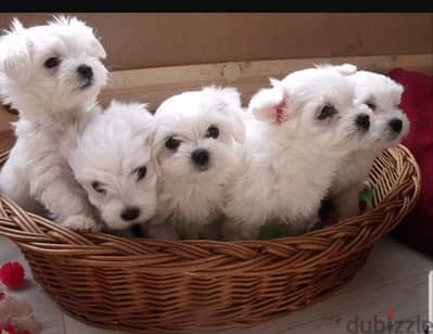 bichon maltais