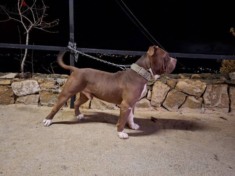 Malinois & male bully forr sale 1