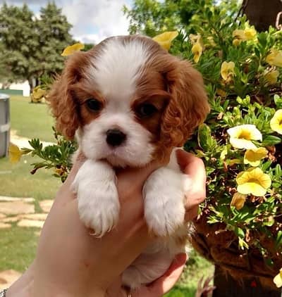 Cavalier king charles puppy adorbss