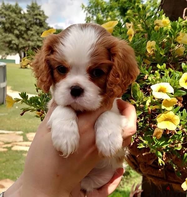 Cavalier king charles puppy adorbss 0