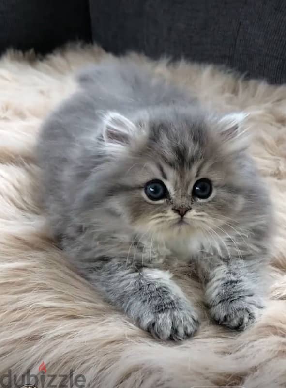 Persian kitten cuteness overloaded !! قطط 0