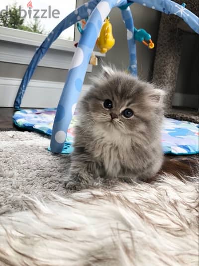 Persian grey kitten قطة