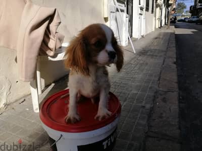 Cavalier for sale