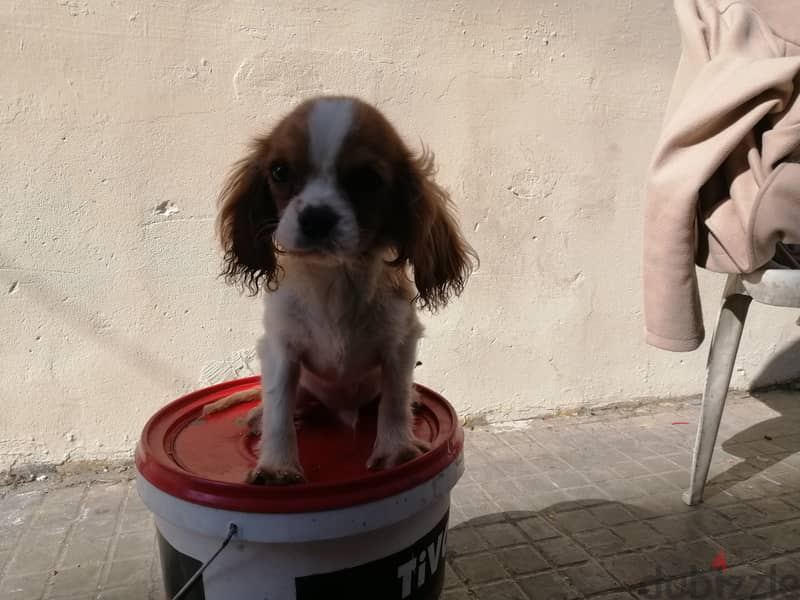 Cavalier for sale 1